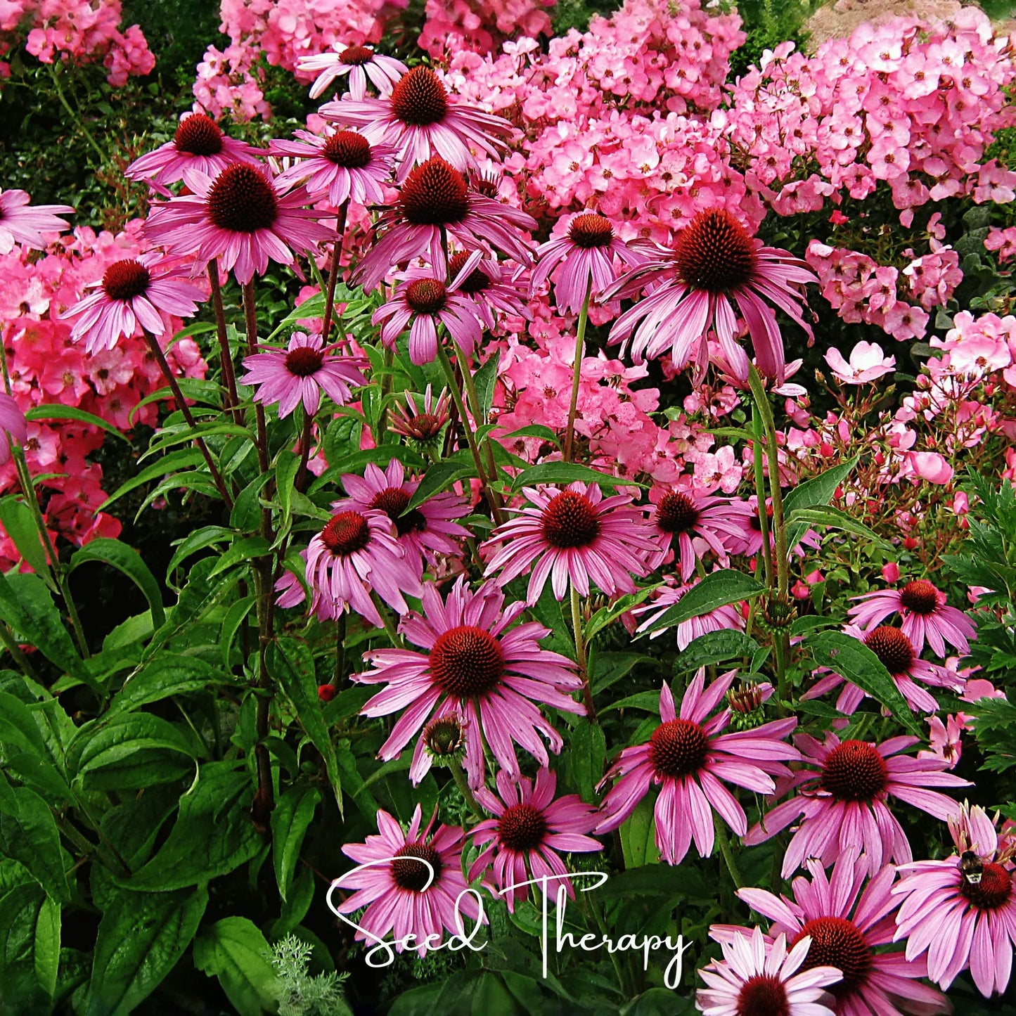 Purple Coneflower (Echinacea) – 100 Seeds