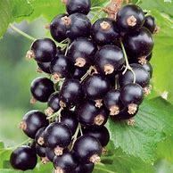 Consort Black Currant