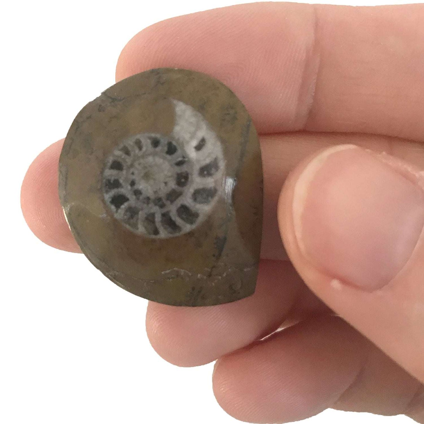 AMMONITE -  preserved fossil of an extinct cephalopod