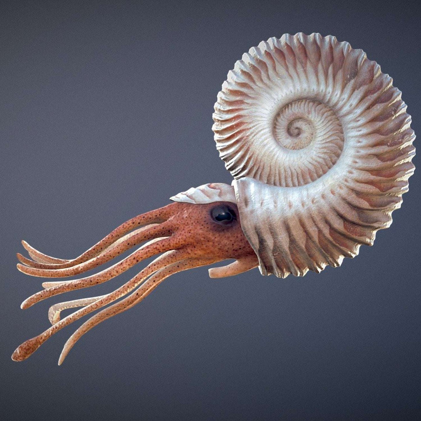 AMMONITE -  preserved fossil of an extinct cephalopod