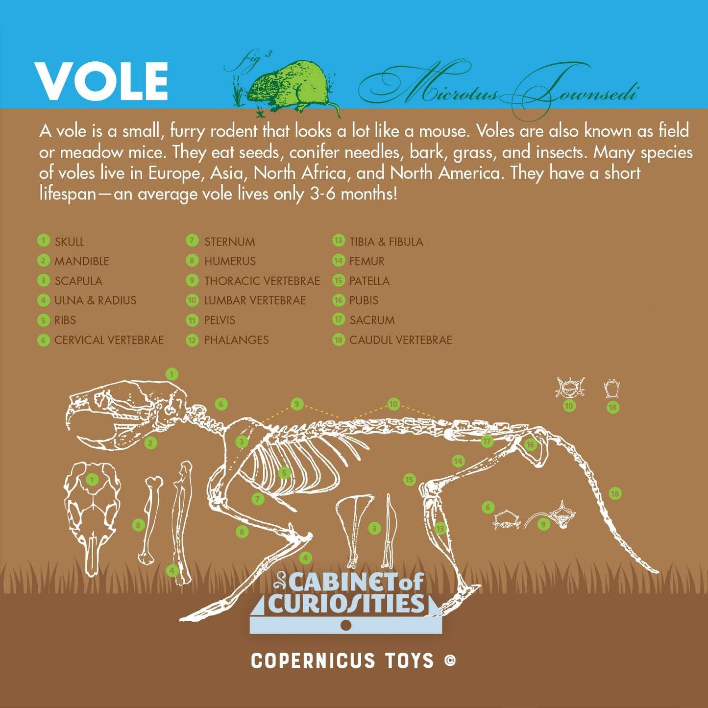 Cabinet of Owl Pellets | Copernicus Toys | Real owl pellets | Facts and instructions included…