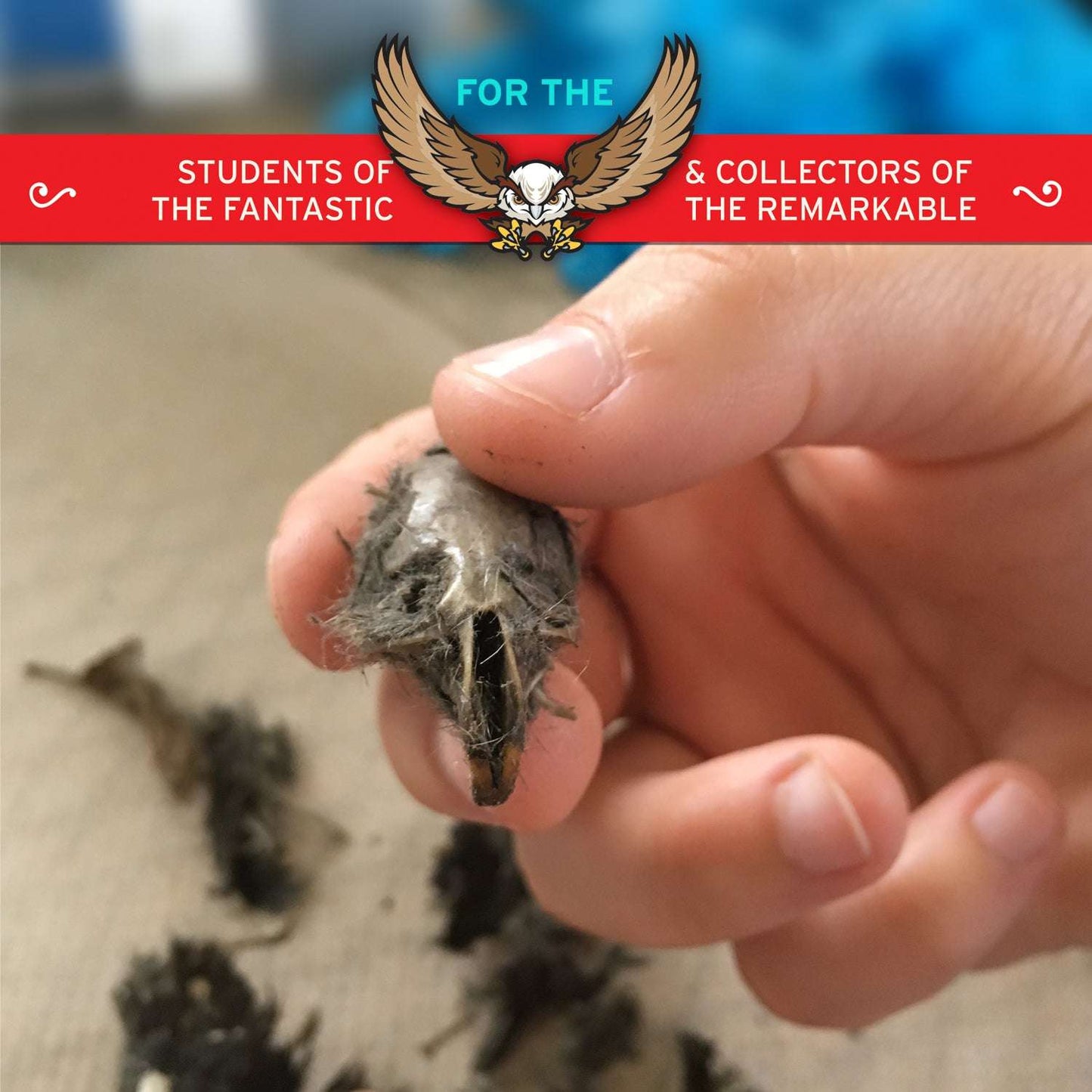 Cabinet of Owl Pellets | Copernicus Toys | Real owl pellets | Facts and instructions included…