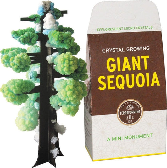Crystal Growing: Giant Sequoia