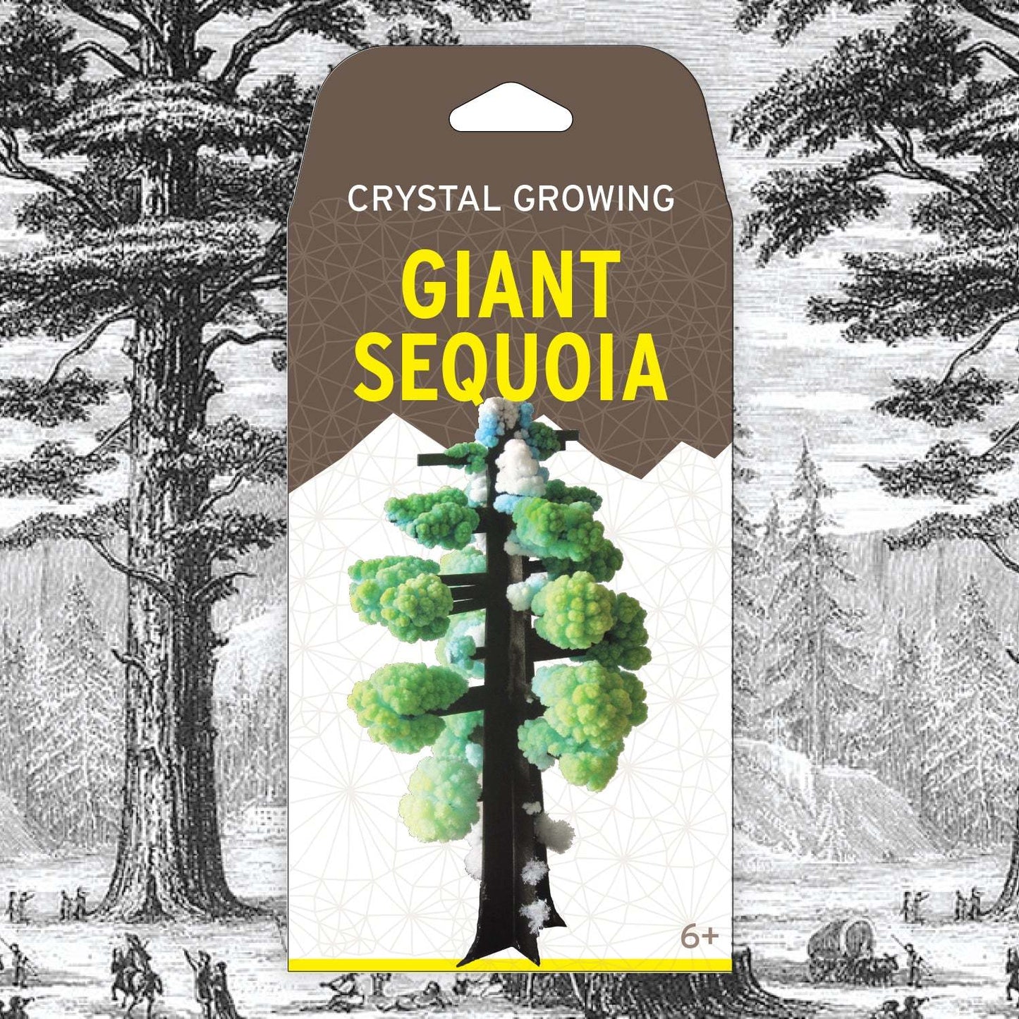 Crystal Growing: Giant Sequoia