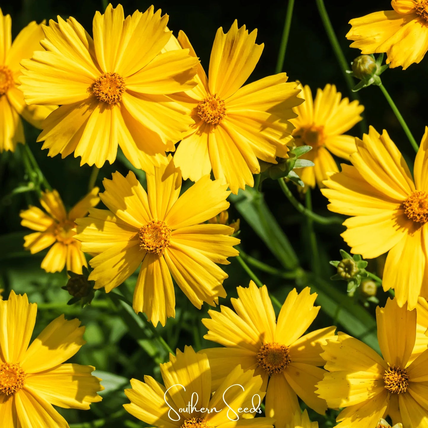 Lance Leaf Coreopsis – 100 Seeds