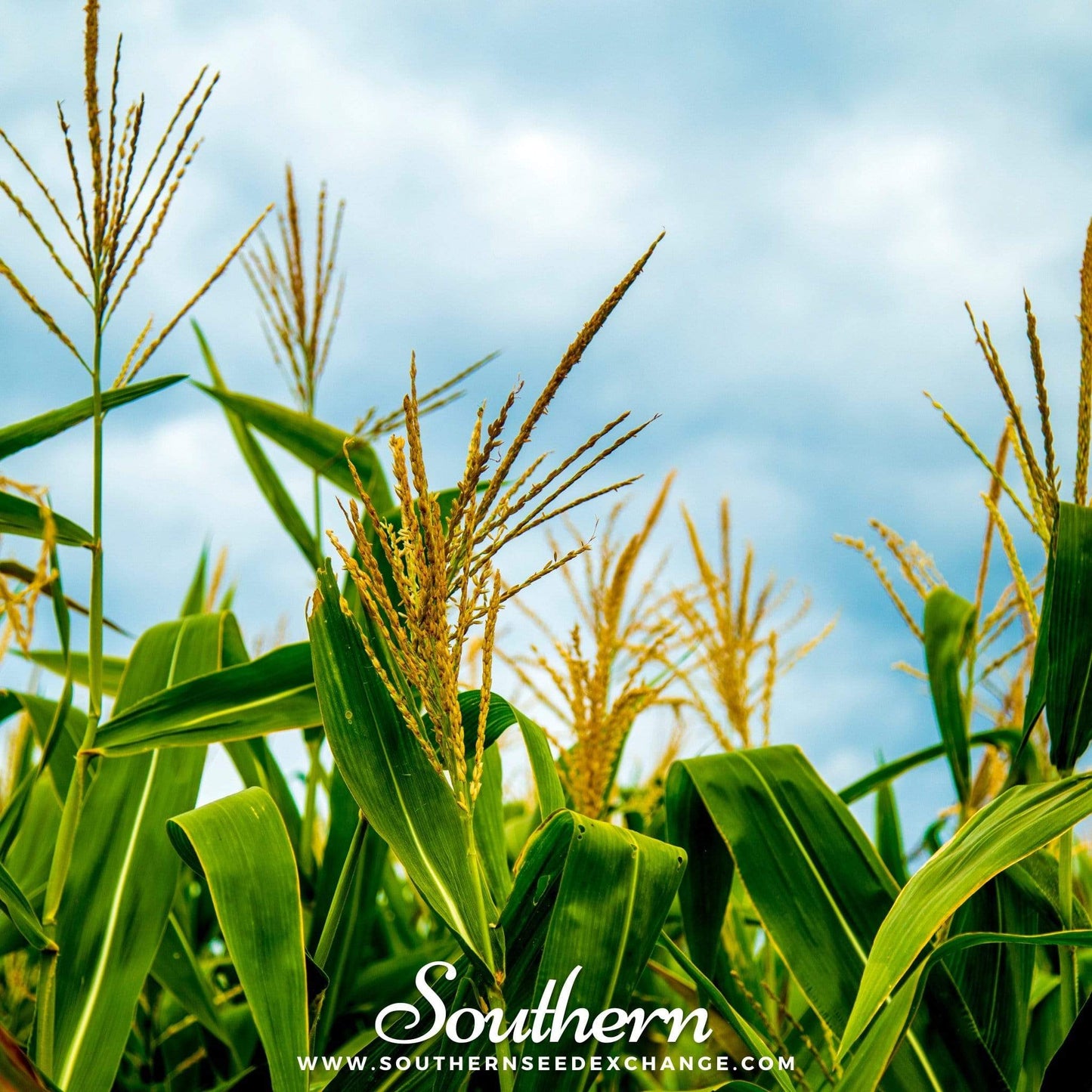 Bantam 12 Row Corn – 60 Seeds