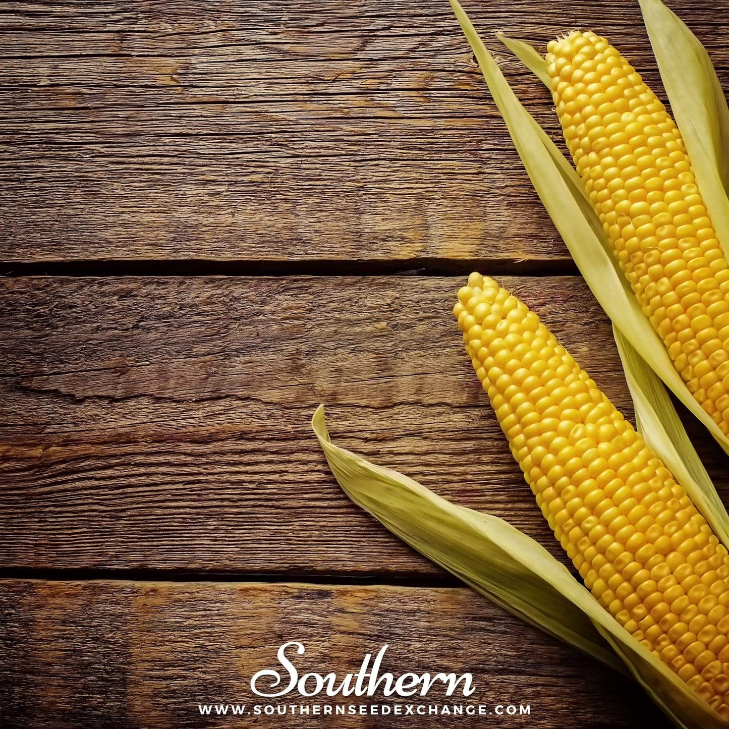 Bantam 12 Row Corn – 60 Seeds