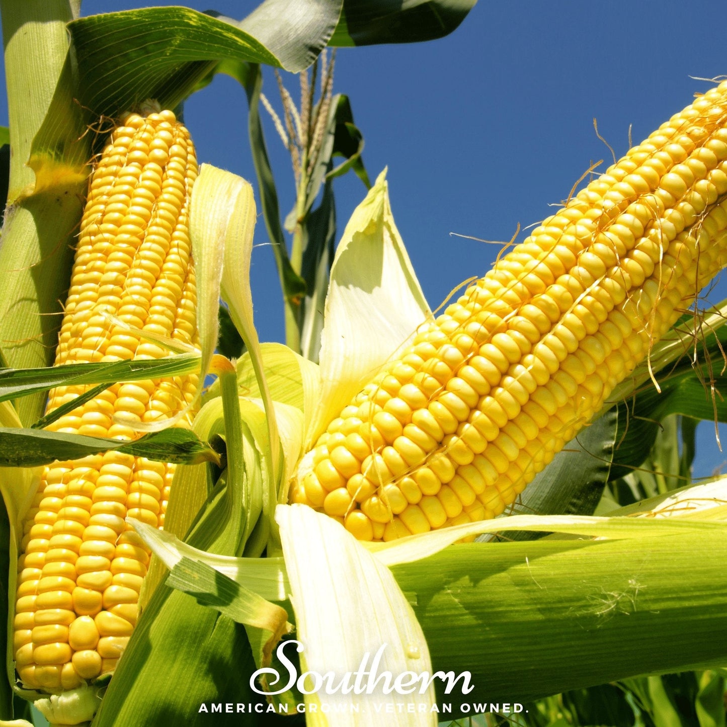 Bodacious Corn – 60 Seeds