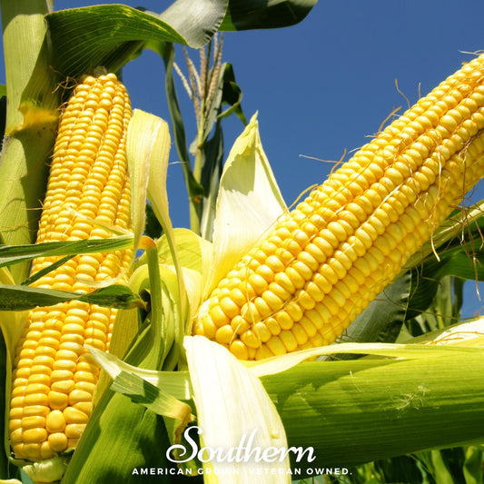Bodacious Corn – 60 Seeds