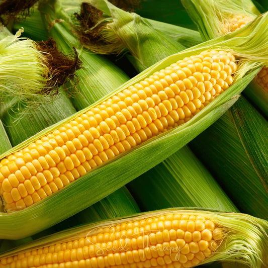 Kandy Korn Corn – 60 Seeds