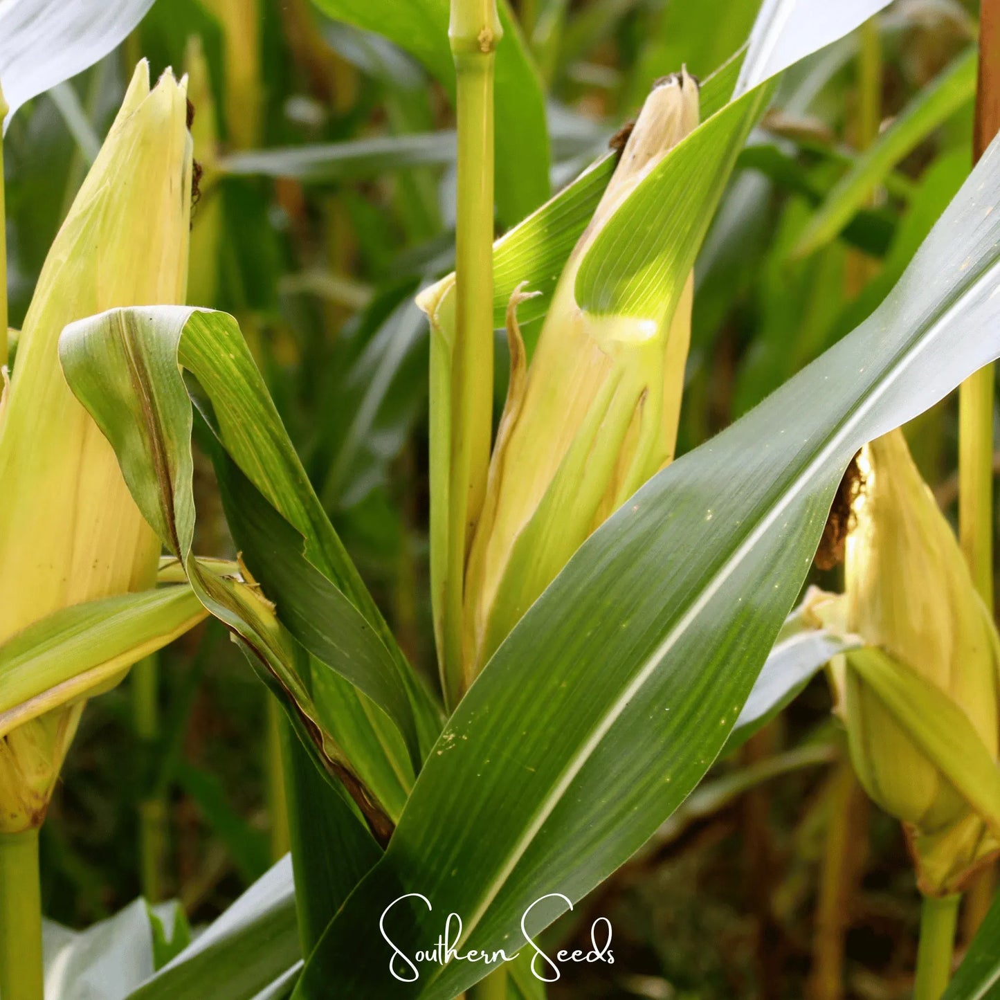Kandy Korn Corn – 60 Seeds