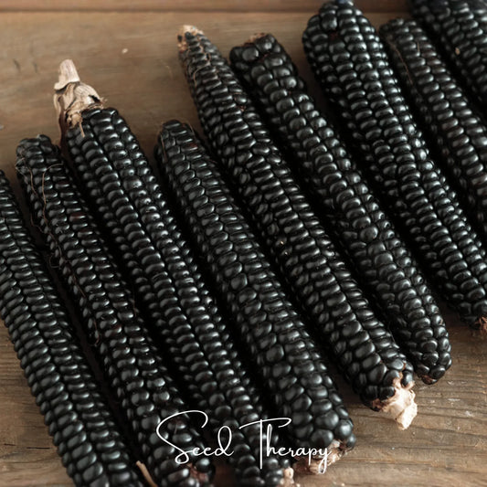 Morado Montana Maize Corn – 25 Seeds