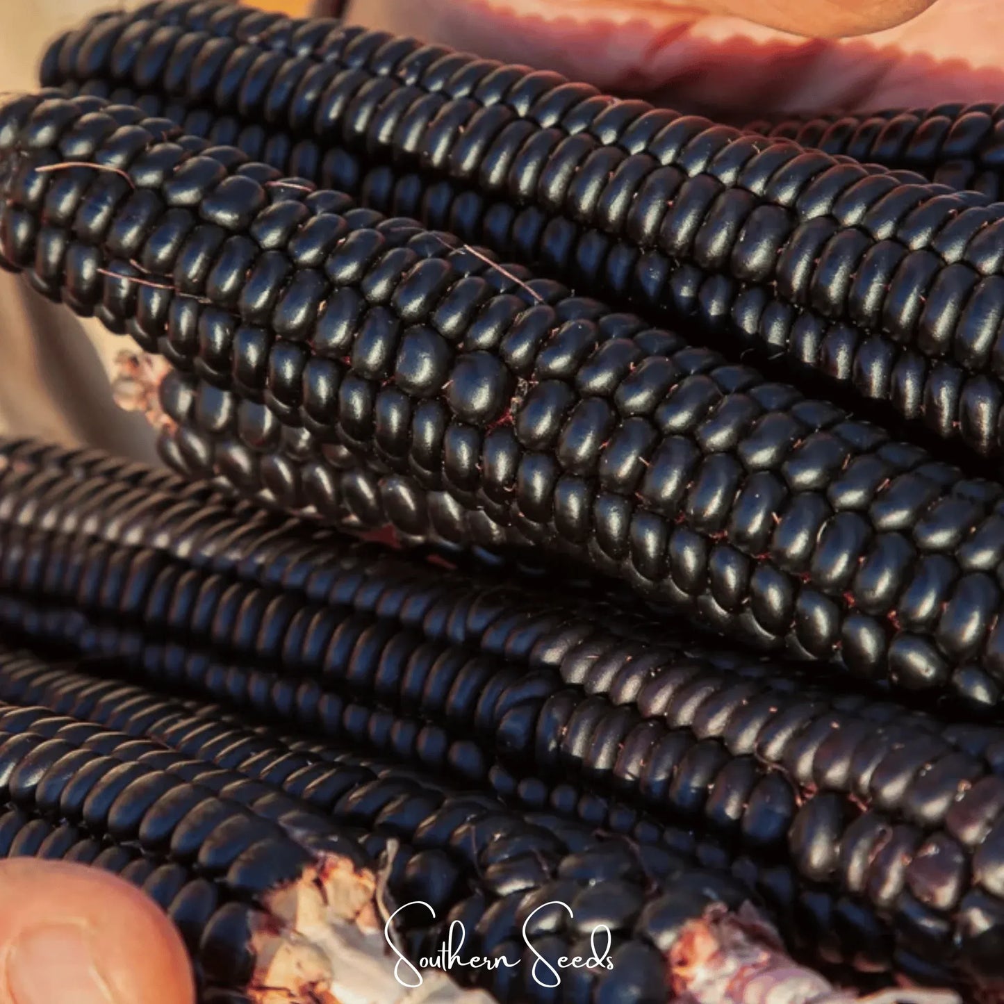 Morado Montana Maize Corn – 25 Seeds