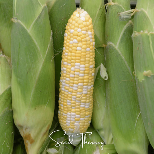 Peaches & Cream Corn – 30 Seeds