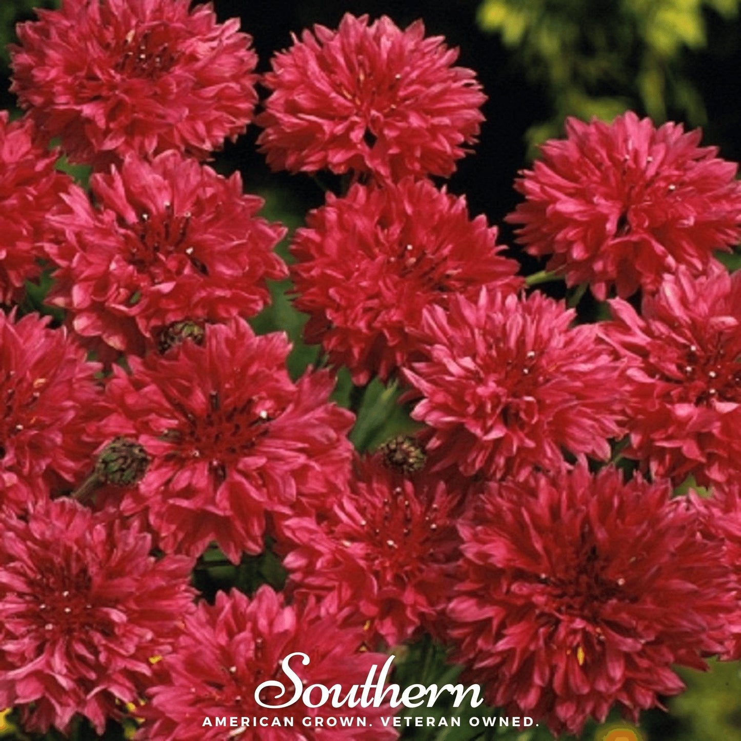 Tall Red Cornflower – 50 Seeds