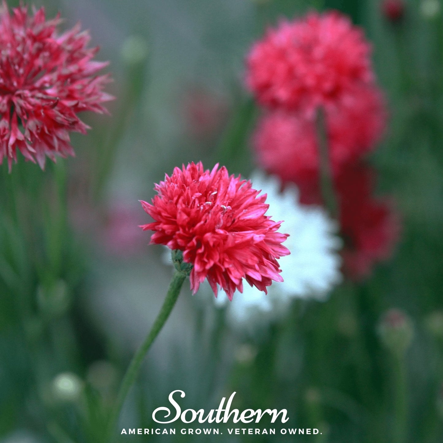 Tall Red Cornflower – 50 Seeds