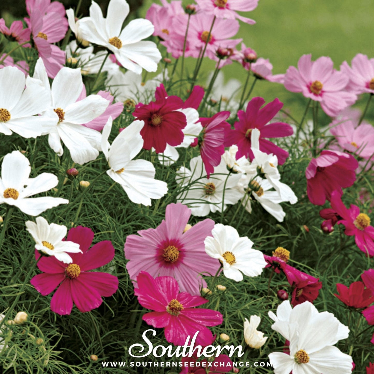 Dwarf Cosmos Mix – 100 Seeds