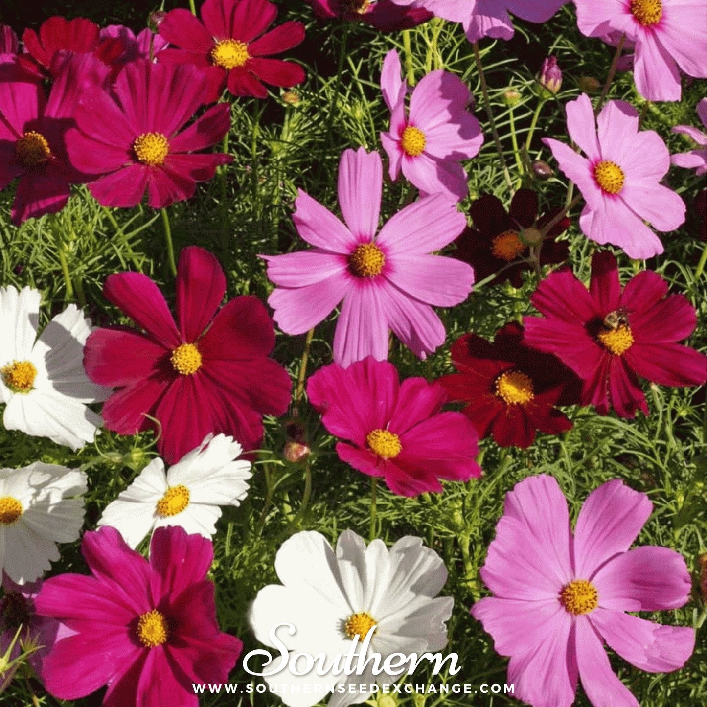Dwarf Cosmos Mix – 100 Seeds