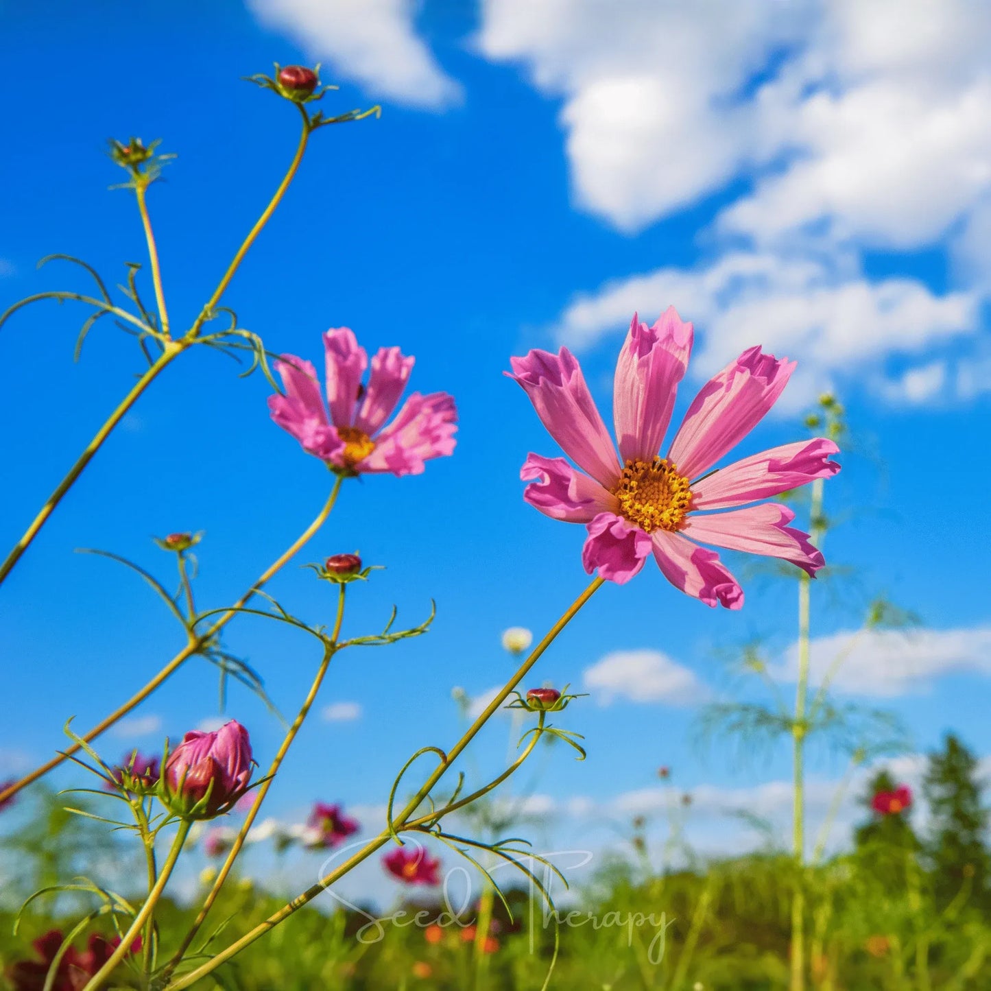 Sea Shells Cosmos – 100 Seeds