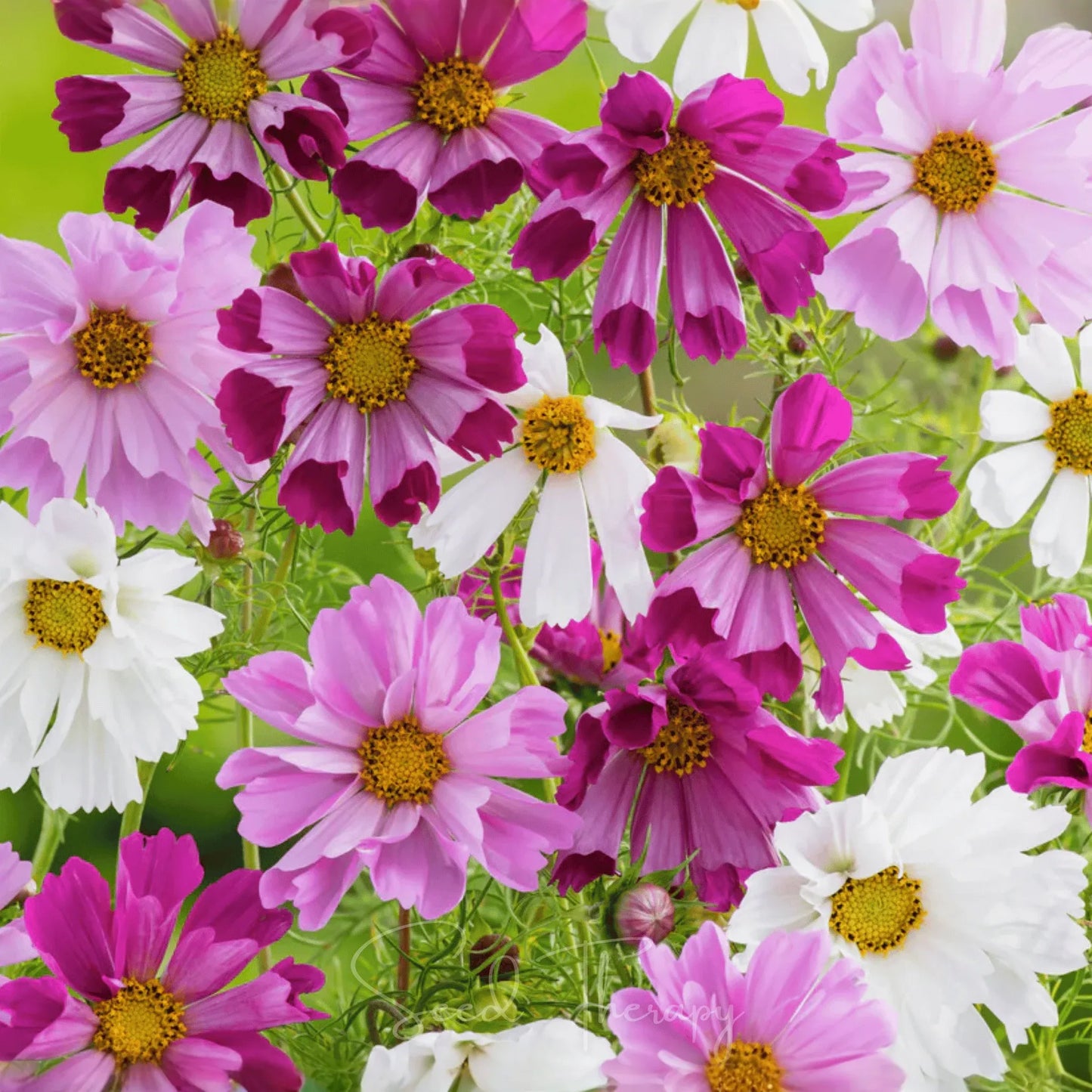 Sea Shells Cosmos – 100 Seeds