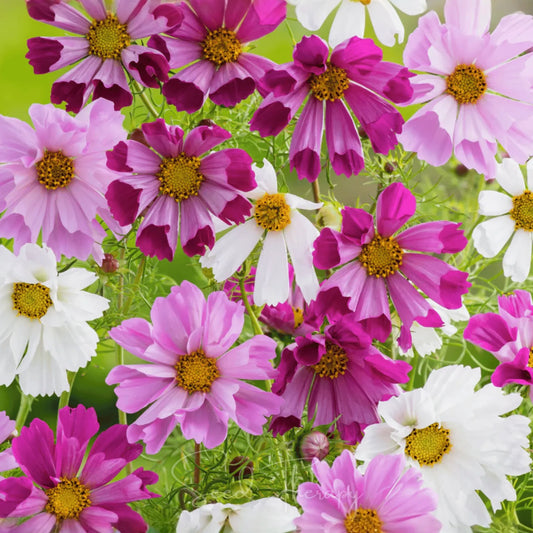 Sea Shells Cosmos – 100 Seeds