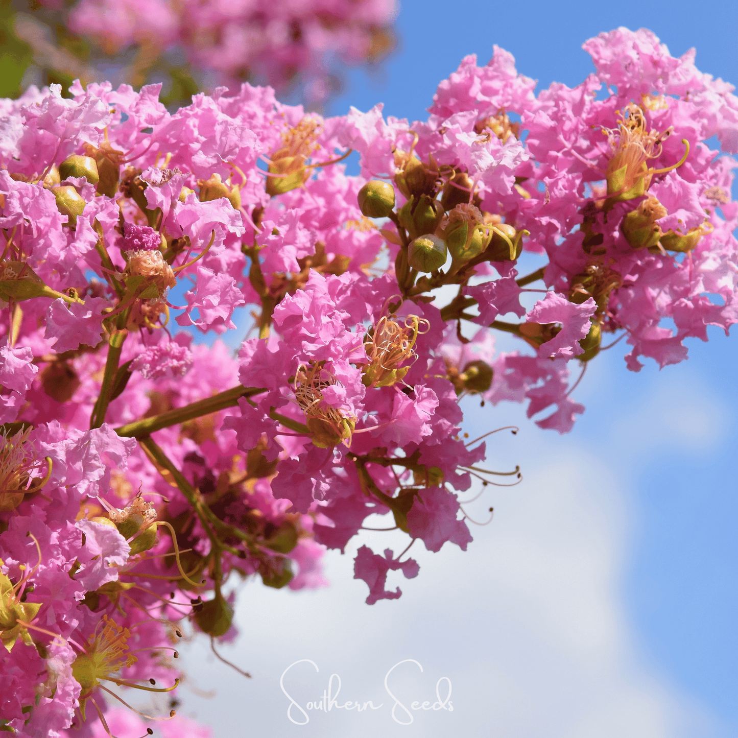 Crape Myrtle – 50 Seeds