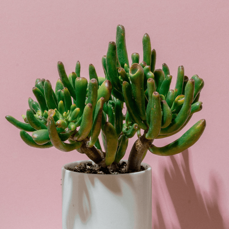 Crassula Mix Seeds