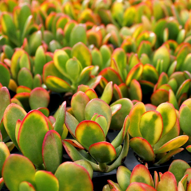 3 Sunset Jade Plant Cuttings – Crassula Ovata – Unrooted Succulent Stems for Propagation – Easy to Grow, Colorful Indoor Plant