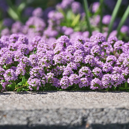 Creeping Thyme – 250 Seeds