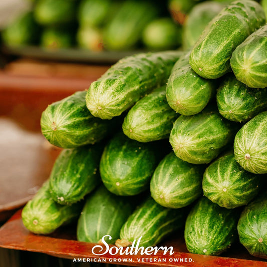 Ashley Cucumber – 30 Seeds