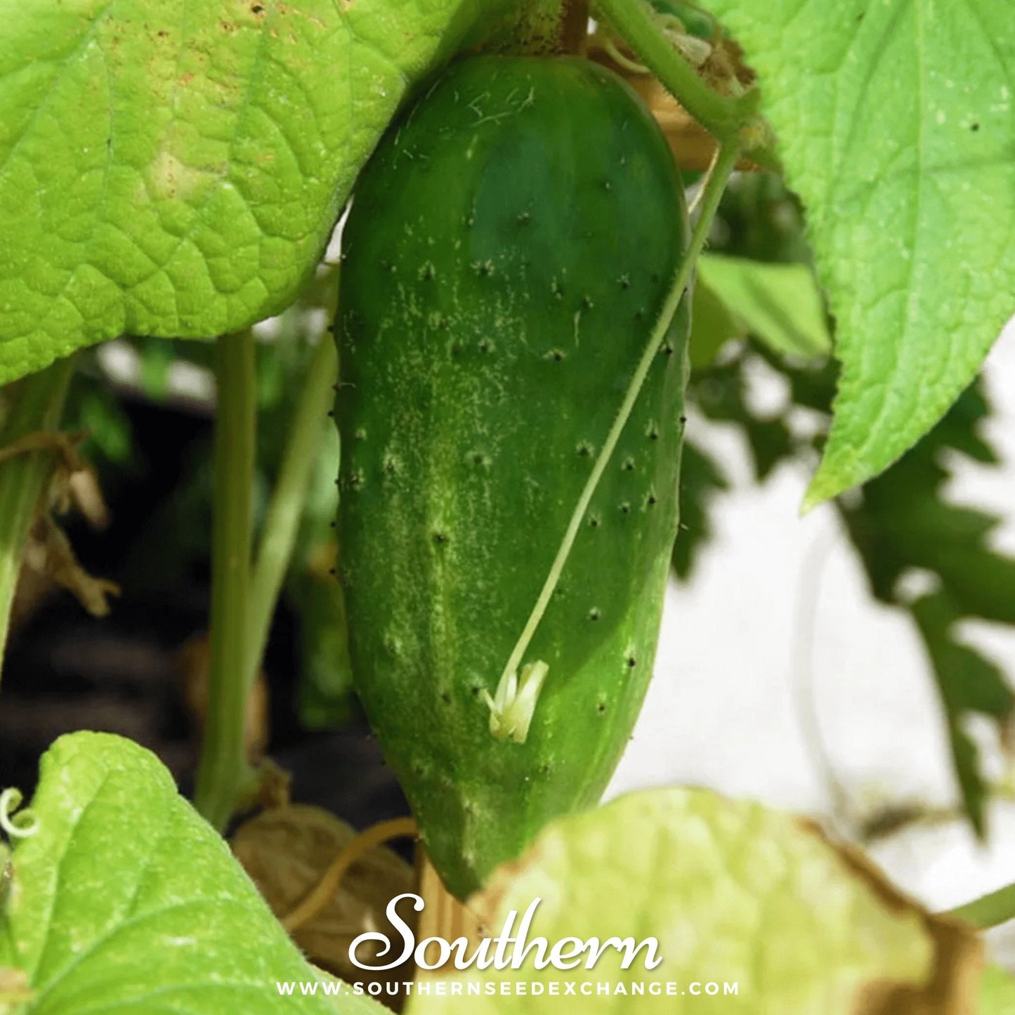 Boston Pickling Cucumber – 30 Seeds