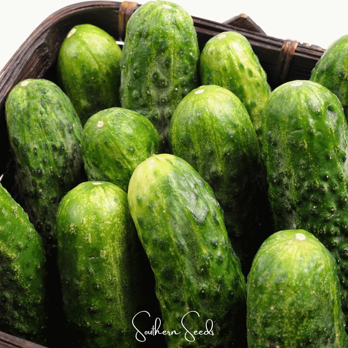 National Pickling Cucumber – 30 Seeds