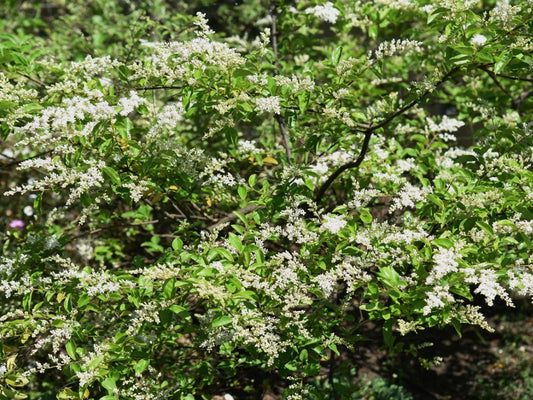 20 Chinese Privet Hedge Cuttings – Ligustrum sinense, Fast-Growing Privacy Bush, Unrooted Starts for Landscaping & Propagation