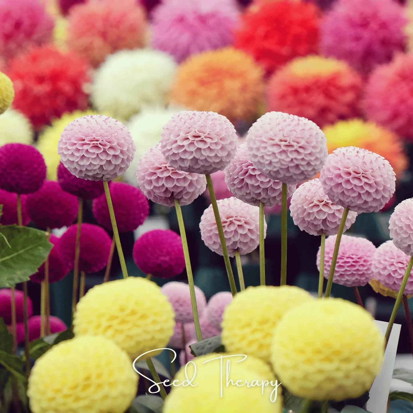 Pompon Dahlia Mix – 25 Seeds