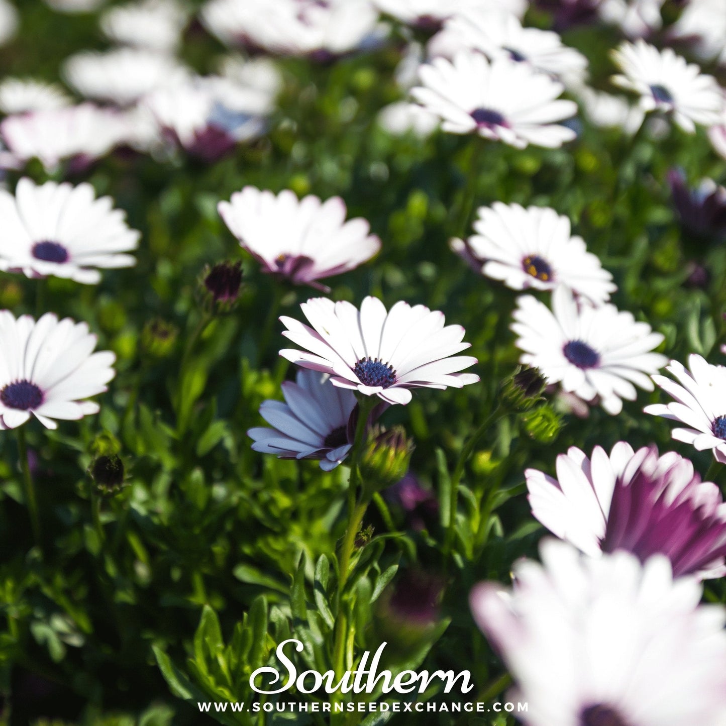 African White Daisy – 25 Seeds