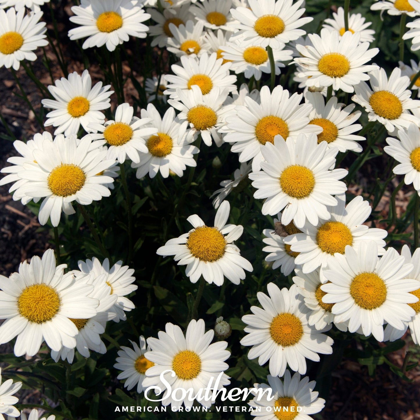 Dwarf Shasta Daisy – 100 Seeds
