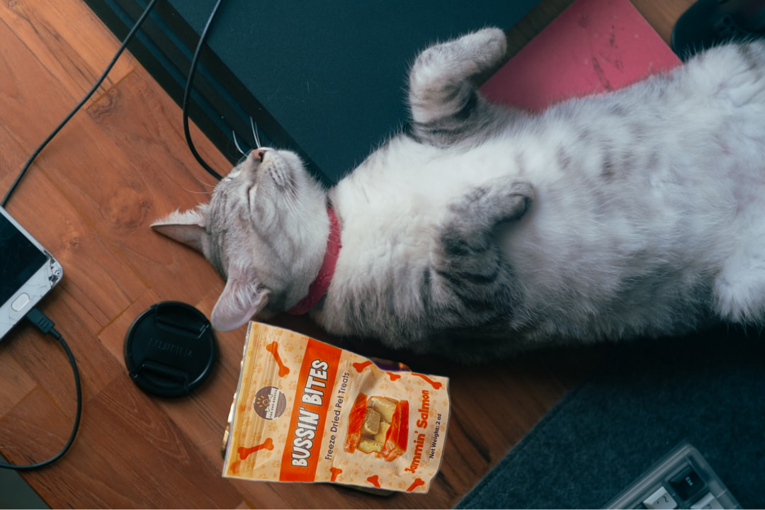 Freeze Dried Dog & Cat Treats – Single Ingredient, High Protein, Grain Free | Natural Cat & Dog Training Snacks, Human-Grade Salmon