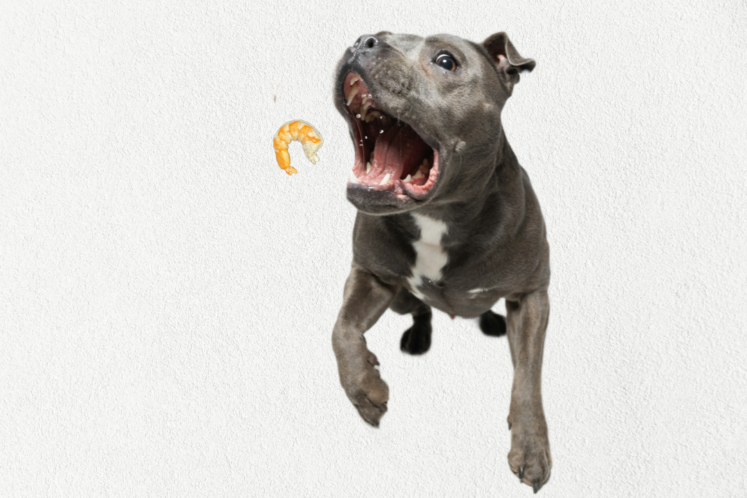 Freeze Dried Dog & Cat Treats – Single Ingredient, High Protein, Grain Free | Natural Cat & Dog Training Snacks, Human-Grade Shrimp