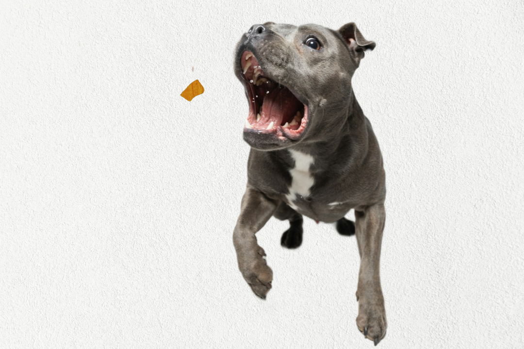 Freeze Dried Dog & Cat Treats – Single Ingredient, High Protein, Grain Free | Natural Cat & Dog Training Snacks, Human-Grade Beef Liver