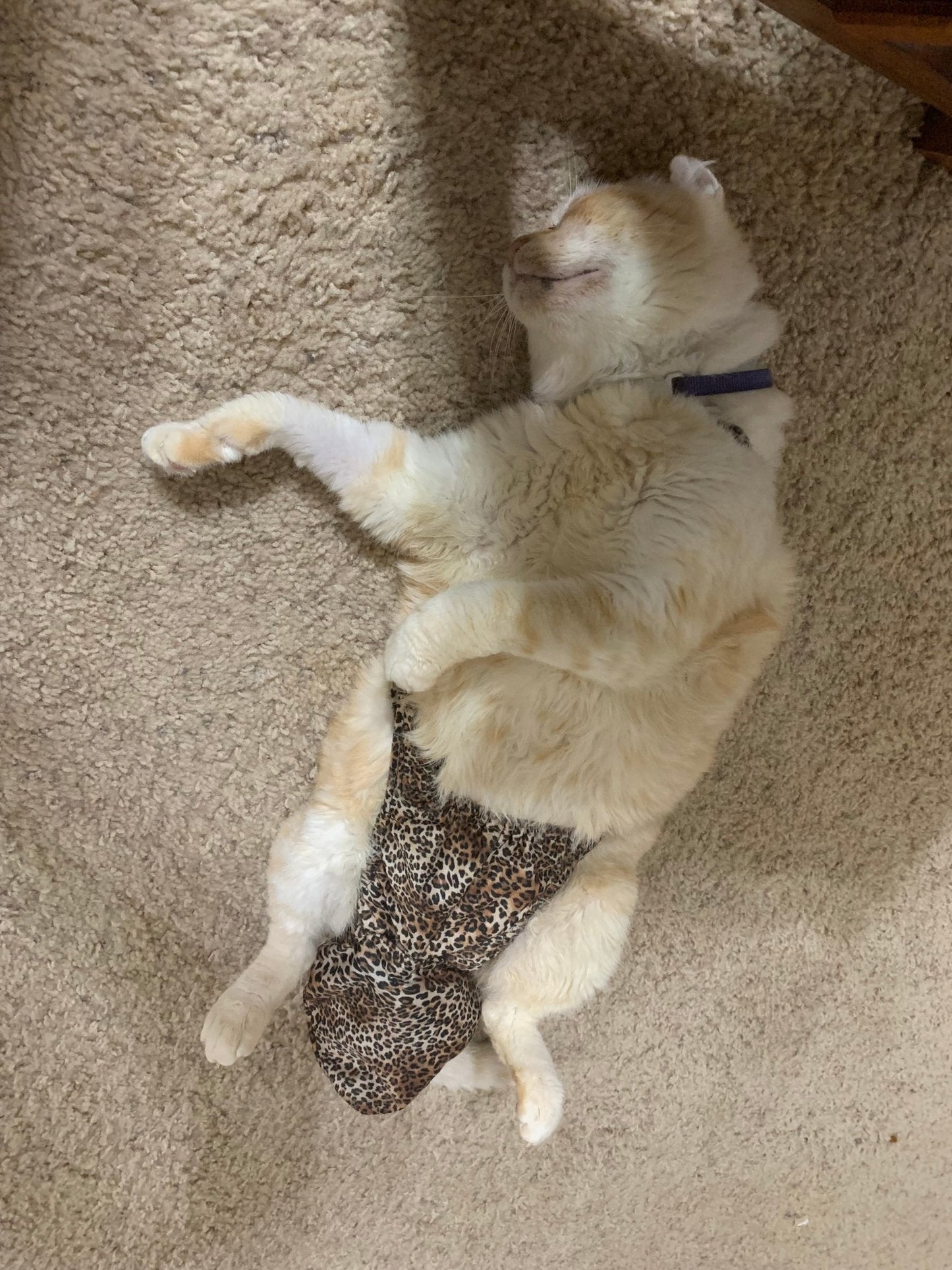 Diapurr Cat Diaper