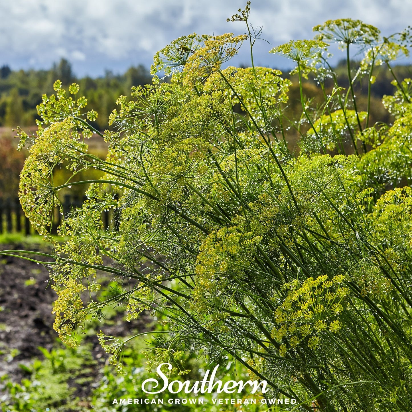 Mammoth Long Island Dill – 100 Seeds
