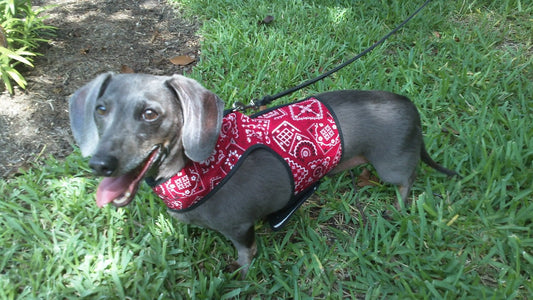 Doggy Holster Small Dog Harness (Made in USA)