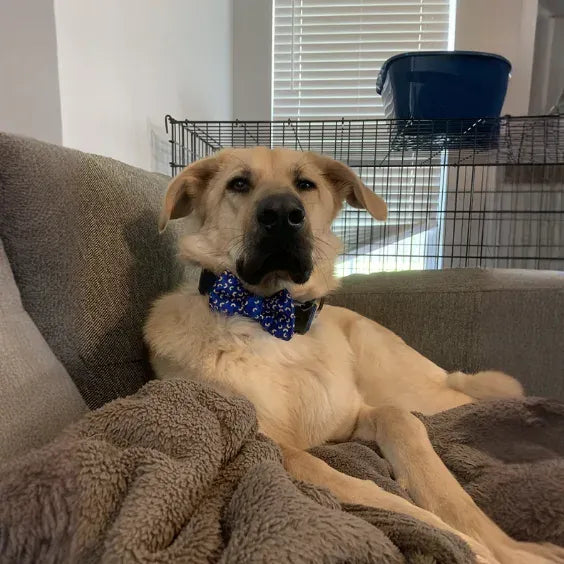 Mac and Cheese Blue Dog Bow Tie