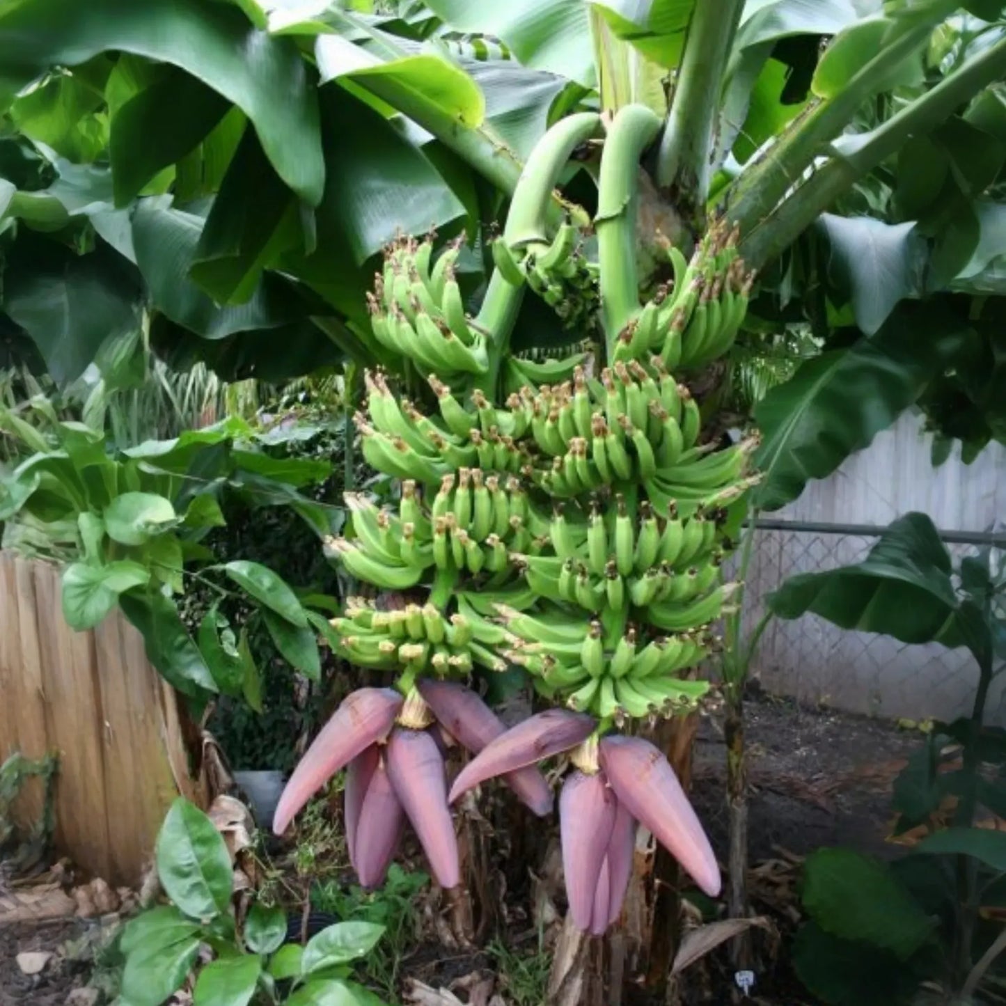 Banana Dwarf 'Double Mahoi' (Musa acuminata)
