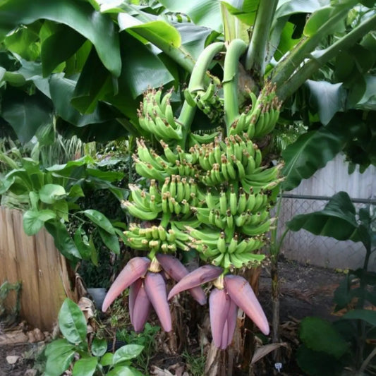 Banana Dwarf 'Double Mahoi' (Musa acuminata)