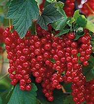 Currant, Red 'Rovada' (1-year plant)