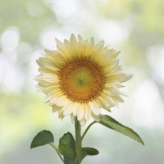 White Light Sunflower Seeds - 20 Seeds for Planting - Pure White Sunflowers - Helianthus annuus