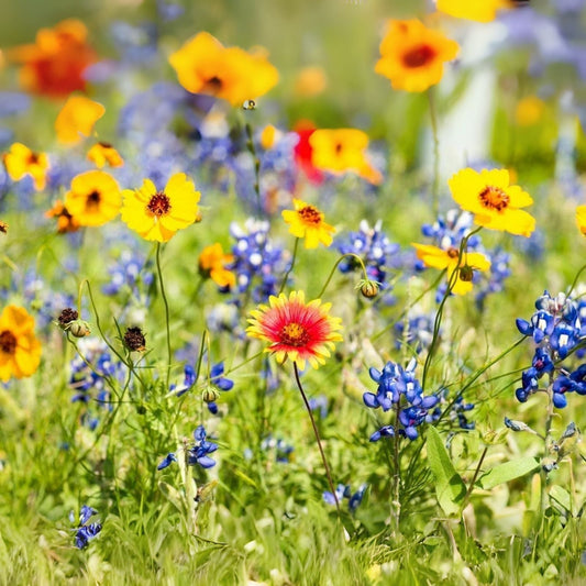 Wildflower Seed Packet - Open-Pollinated Bulk Flower Mix for Beautiful Gardens - Non-GMO Wildflower Seeds