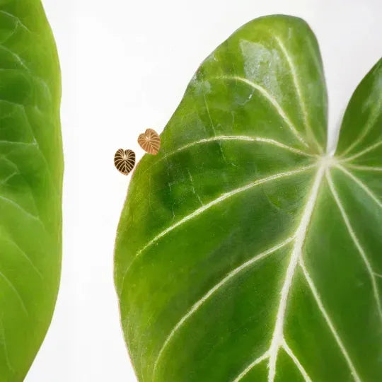 Philodendron Gloriosum Metal Stud Earrings