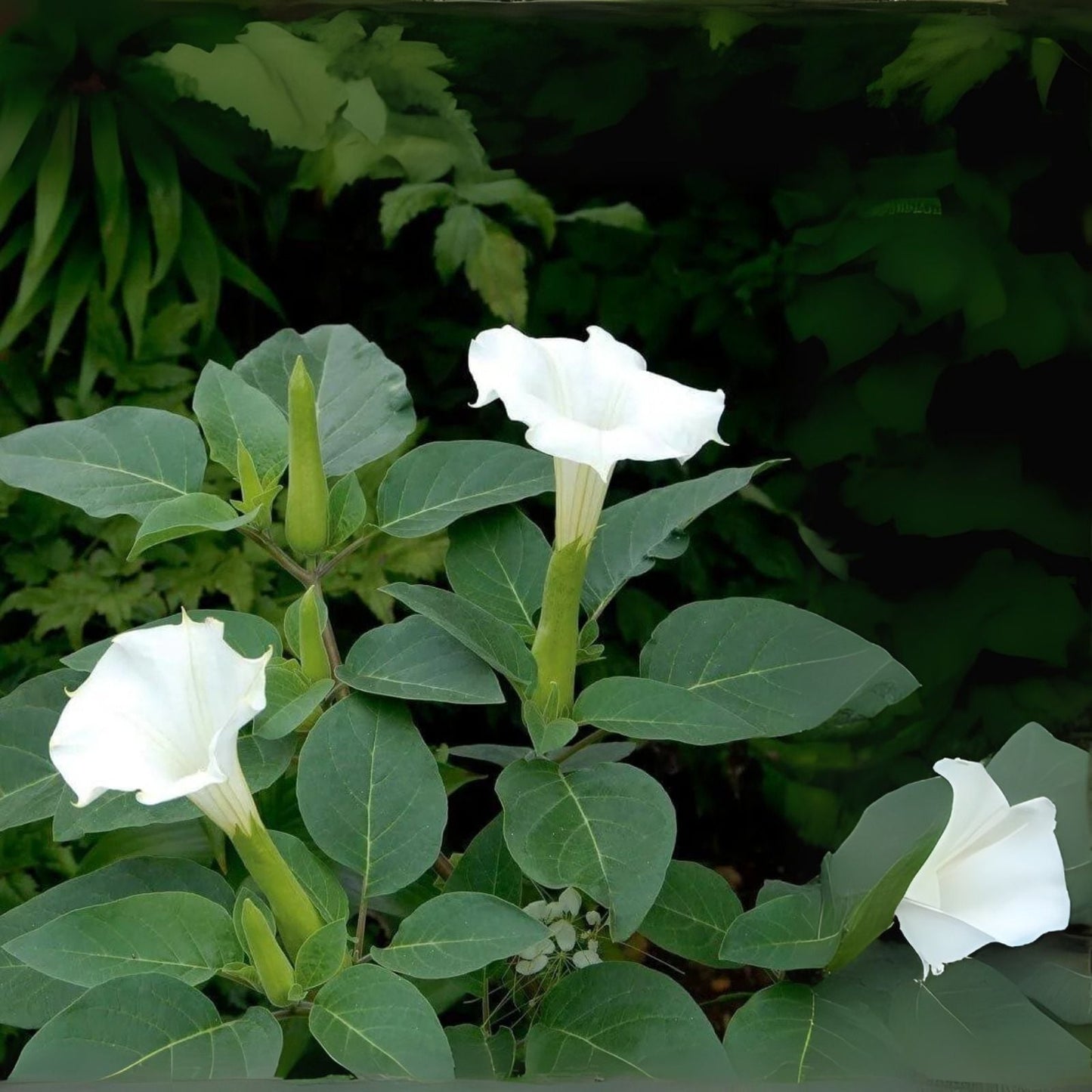 White Trumpet Bush Seeds - 20 Pack - Fragrant Trumpet Flowers - Tecoma alata